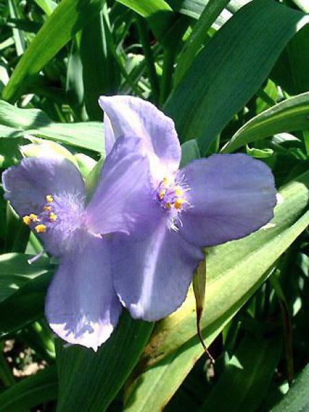 Tradescantia blue clair